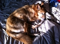 Scout_DogsLife