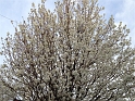 TreeBlossoms
