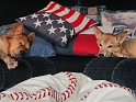 Mutts