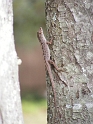 Avos_Anole