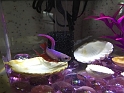 Jess_NewBetta_4-2015