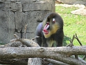 RTvisit_DZoo