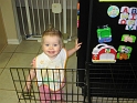 Jess_DogCrate-1