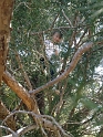 Jess_TreeClimber