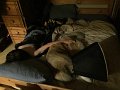 Alex-MooseInTheBed