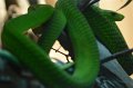 DALZoo_7-2016-DSC_4238