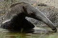 DALZoo_7-2016-DSC_4273