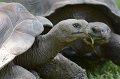 DALZoo_7-2016-DSC_4283