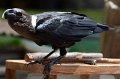 DALZoo_7-2016-DSC_4393