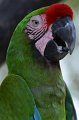 DALZoo_7-2016-DSC_4439