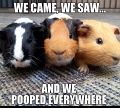 GuineaMemes_1-2018