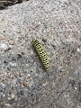 Critter_8-1-2020