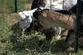 DSC_0717_TXMonarchFarm