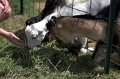 DSC_0718_TXMonarchFarm