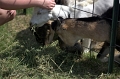 DSC_0719_TXMonarchFarm