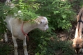 DSC_0727_TXMonarchFarm