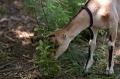 DSC_0730_TXMonarchFarm