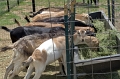 DSC_0755_TXMonarchFarm