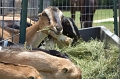 DSC_0757_TXMonarchFarm