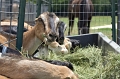 DSC_0758_TXMonarchFarm
