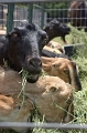 DSC_0759_TXMonarchFarm