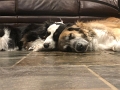DogsLife2020