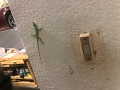 GarageInfiltrator_5-2020