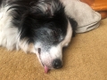 Mav_DerpyTongue_12-2020