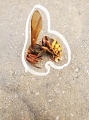 MurderedHornet