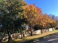 TXFall_2020