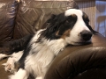 Zoey_CouchTime_3-2021