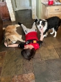 Alex_WeekWithMoose_2022-12 (2)