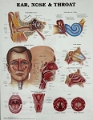 Daddy-Nasal1-WeekFollow-Up_2022-11 (2)