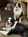 Kids_3Dogs_2022-12 (3)