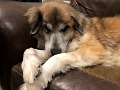 Moose_CameraShy_2022-03 (2)