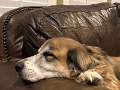 Moose_Naps_2022-04 (3)