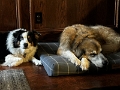 Pups_Shenanigans_2022-12 (1)
