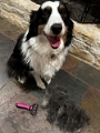Pups_Shenanigans_2022-12 (4)