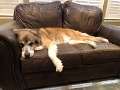 ZoeyAndMoose_DogDays_2022-02 (3)