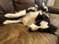 ZoeyAndMoose_DogDays_2022-02 (4)