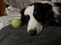 Zoey_SLSCSD_2022-12 (3)