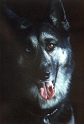 Shadow